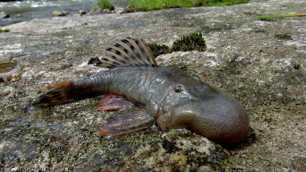 Une expédition en Amazonie révèle des créatures inconnues dont certaines restent un vrai mystère
