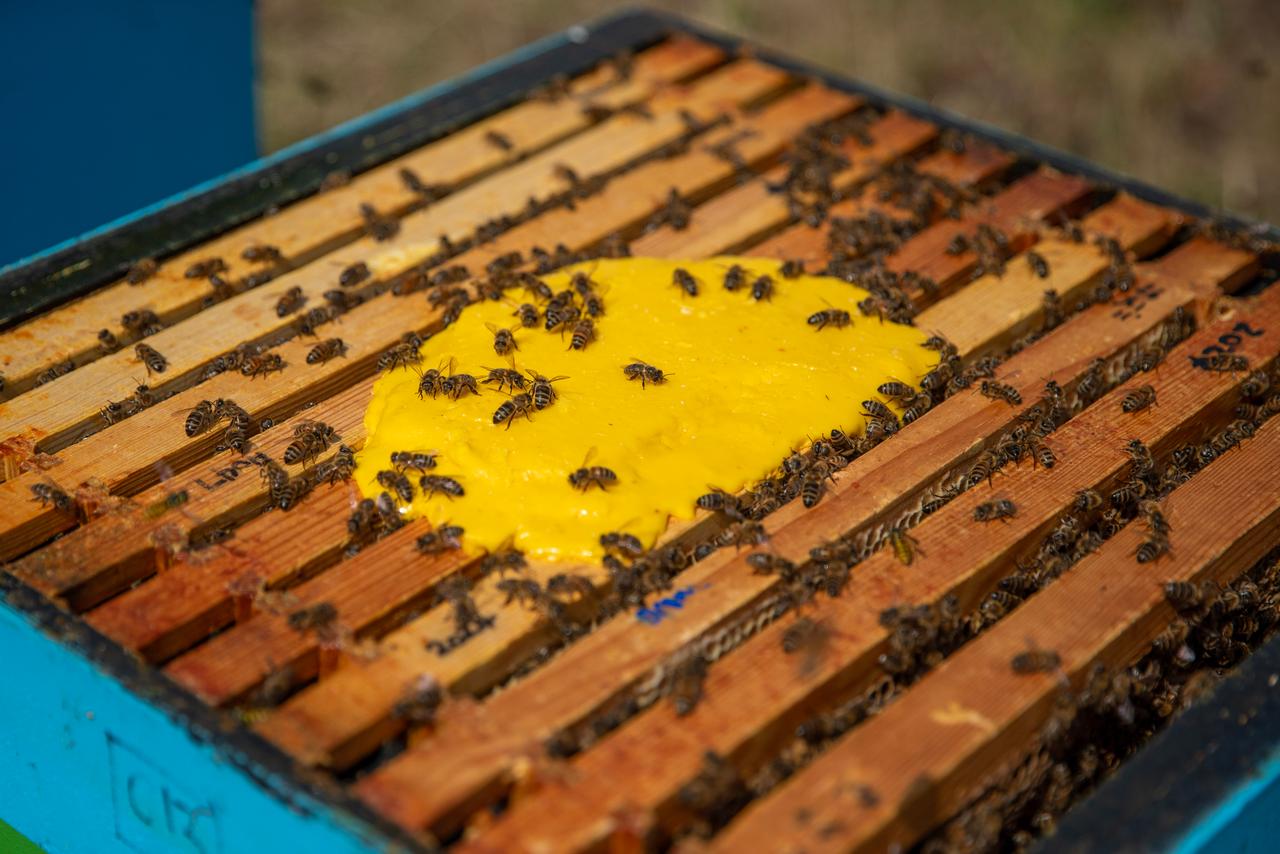 Abreuvoir à Abeilles 2 Pièces – Point D'eau Avec Séparateurs, PVC, Pour Jardin/balcon