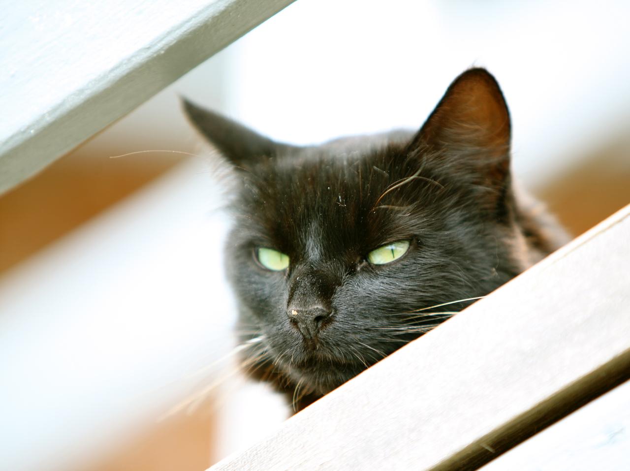 Elle se mettrait dans un trou à souris si elle pouvait 😭😭 #chat #chaton  #cachette #chatstory #cacher, image size:1280x957