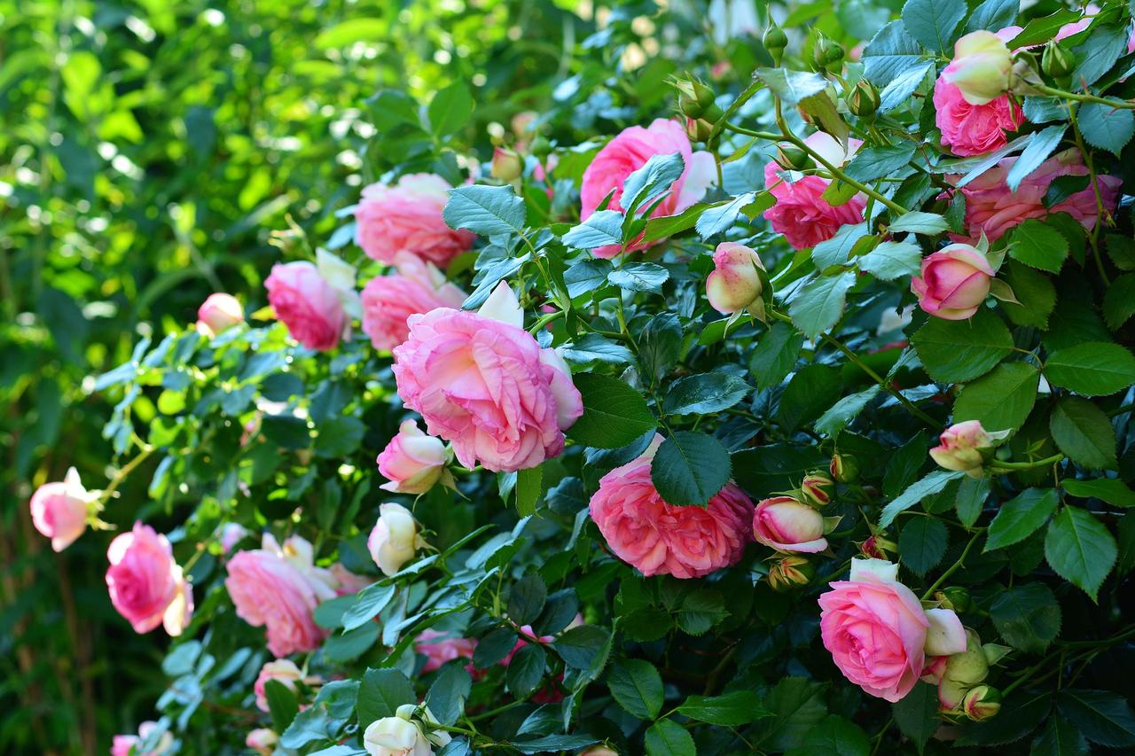 Vrai / Faux : peut-on planter et tailler les rosiers n'importe quand ?