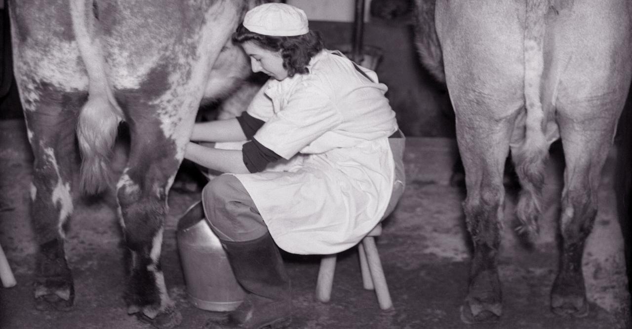 Pourquoi les tabourets traditionnels pour traire les vaches ont trois — free download