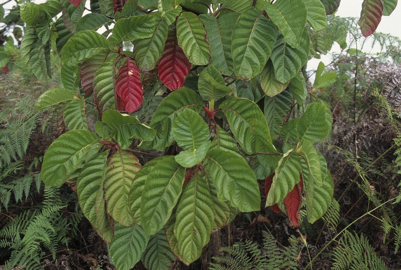raspberry plant Raspberry
