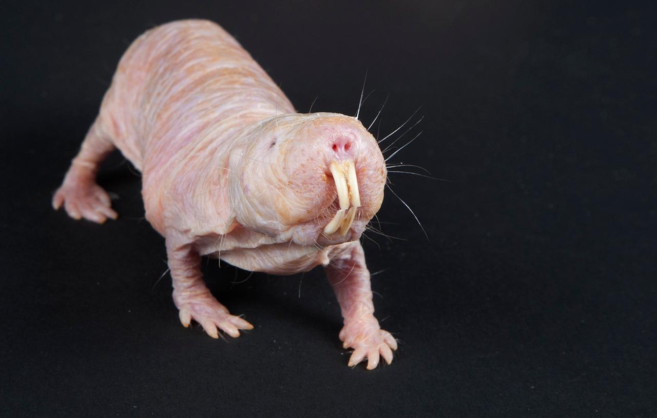 Le secret des rats-taupes nus : une machinerie protéique infaillible