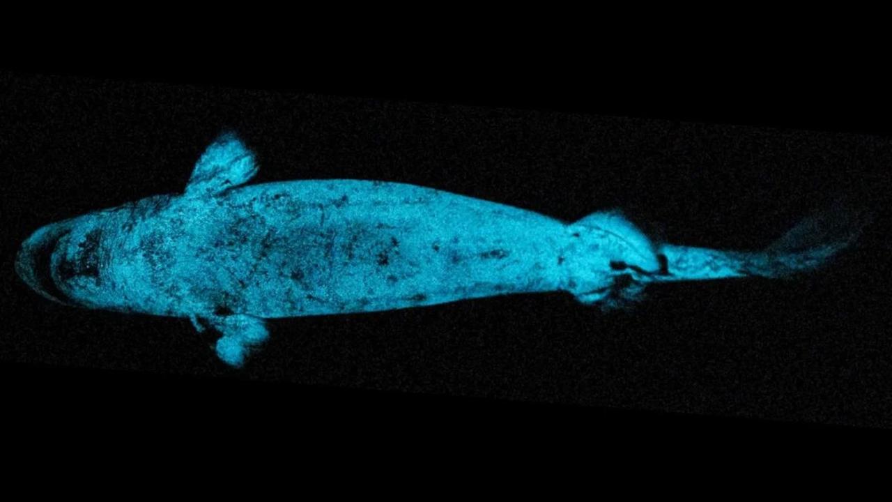 Ce requin cache un étonnant secret : à quoi lui sert son « projecteur » naturel ?
