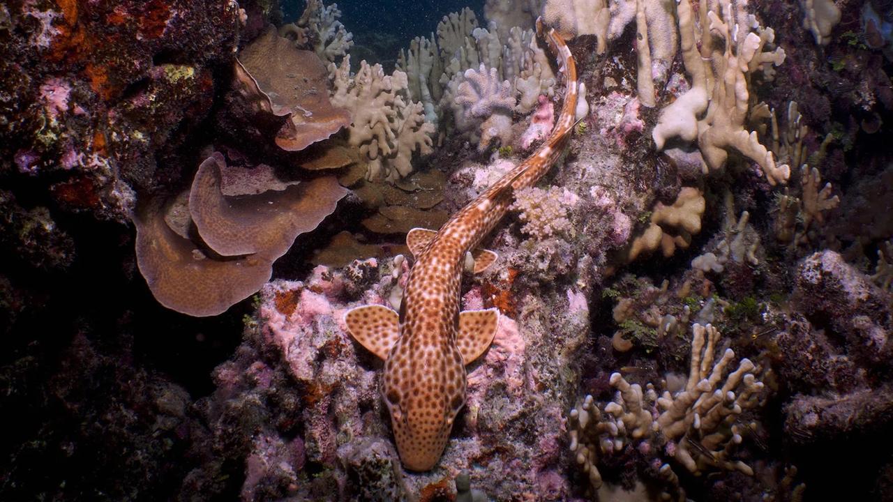 Un requin inconnu capable de « marcher » vient d’être découvert dans des eaux peu profondes