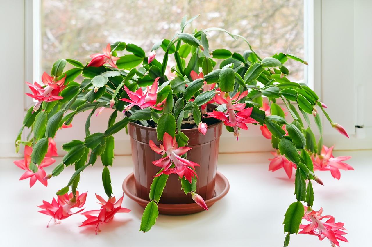 Comment entretenir un cactus de Nol ?