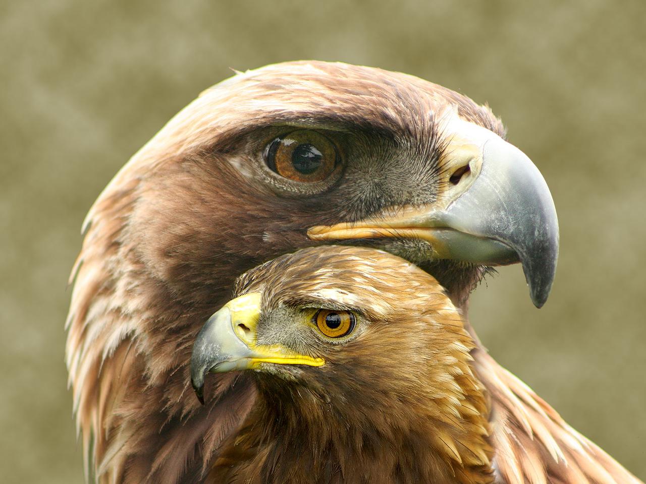 Aigle royal, image size:1280x960