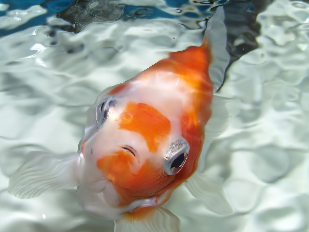 Poisson rouge