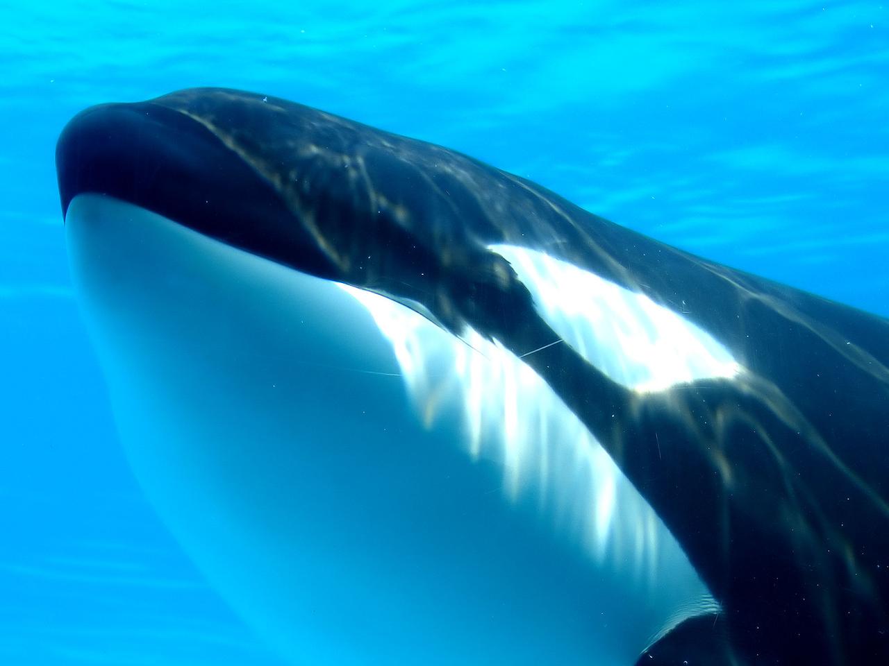 Orque Ou paulard Orcinus Orca orque-ou-paulard-orcinus-orca