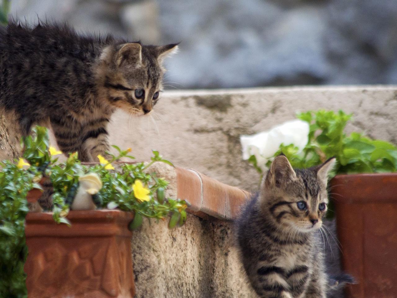 Chatons joueurs, image size:1280x960