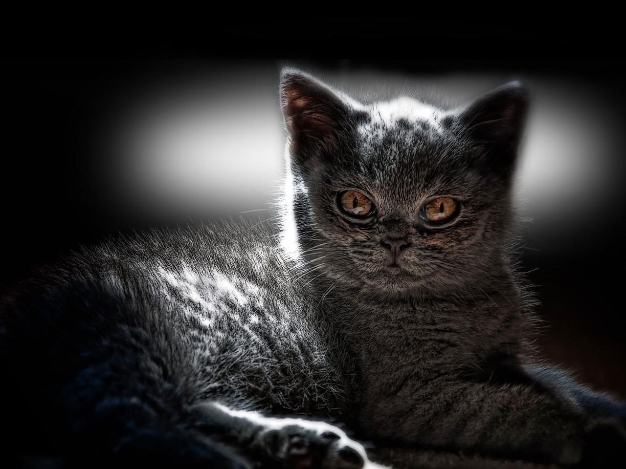 Chaton beauté noire, image size:1280x960