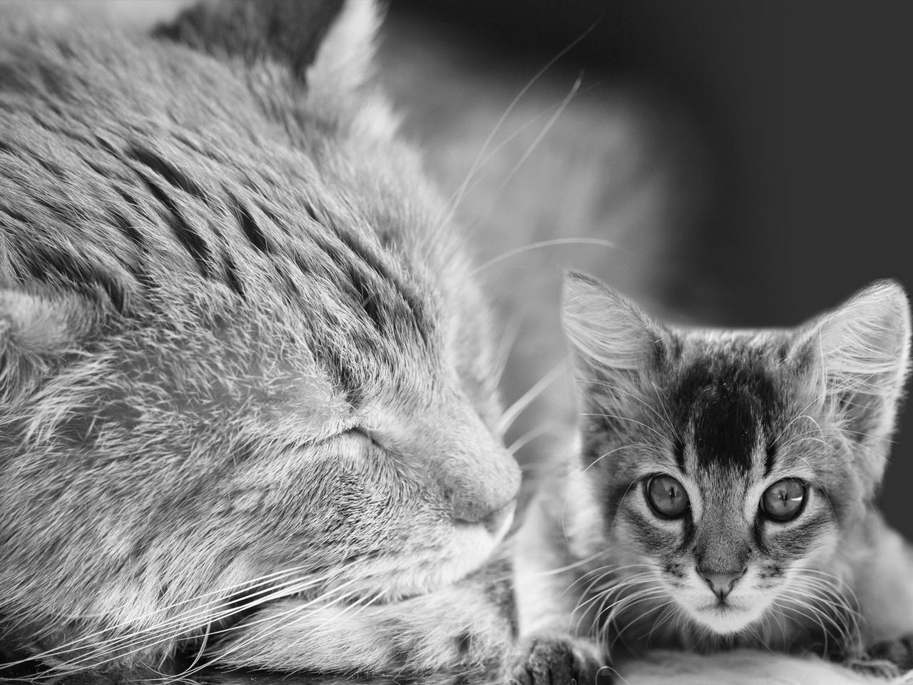 Fichier:Société des amis des noirs février 1790.JPG — Wikipédia, image size:1280x960