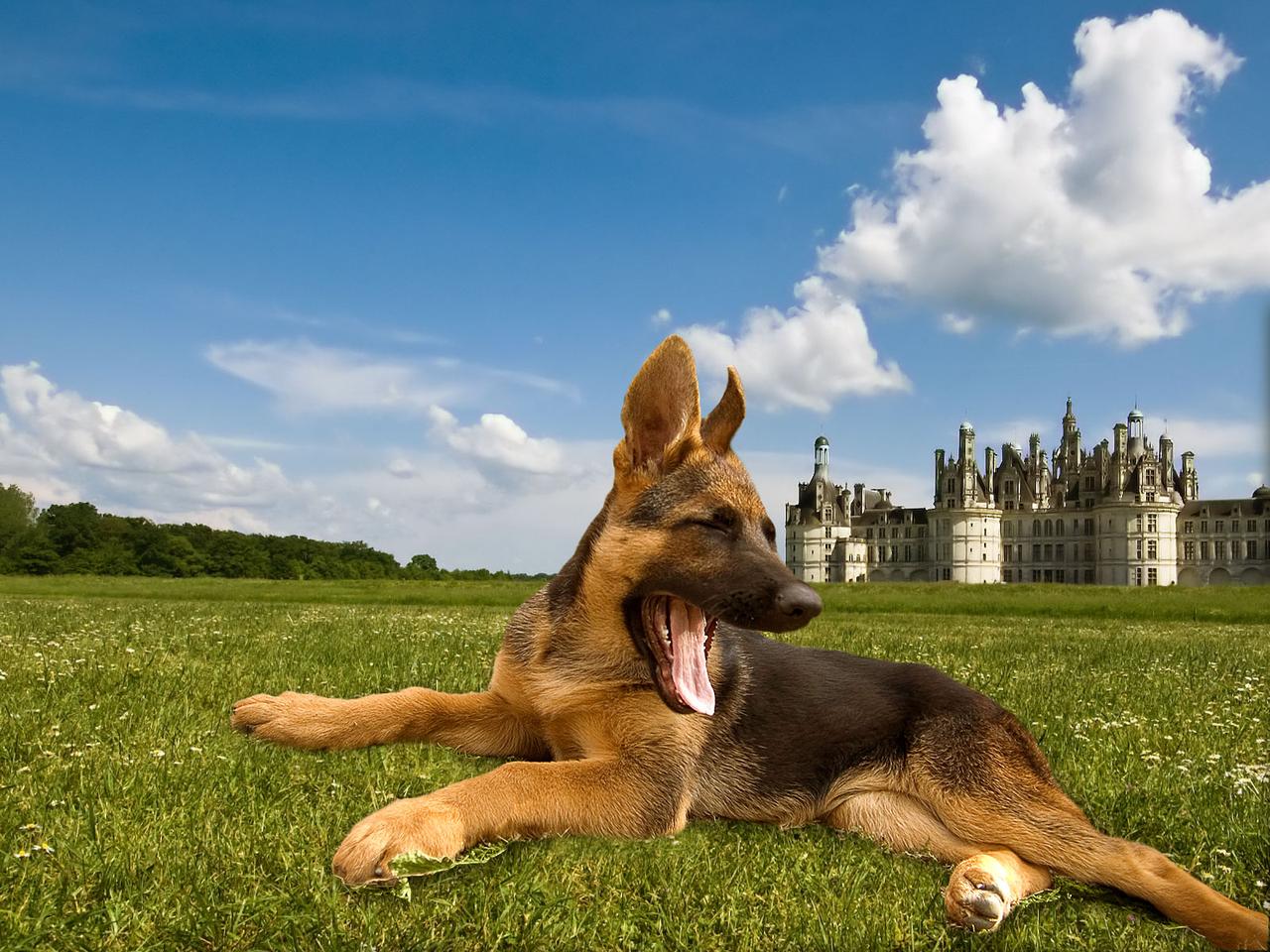 Sublime Berger allemand, image size:1280x960