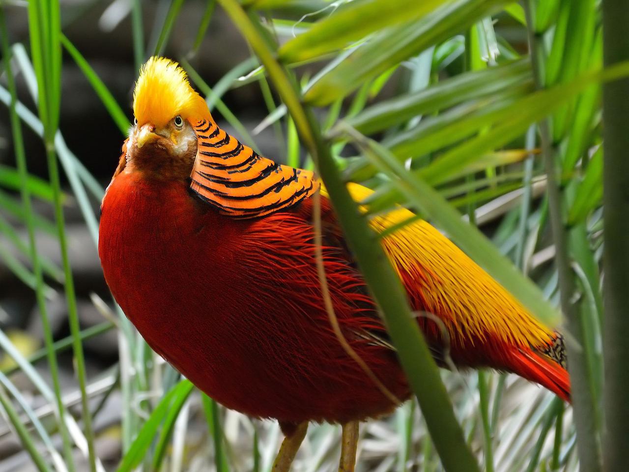 Le faisan doré aux couleurs flamboyantes est originaire de Chine, image size:1280x960