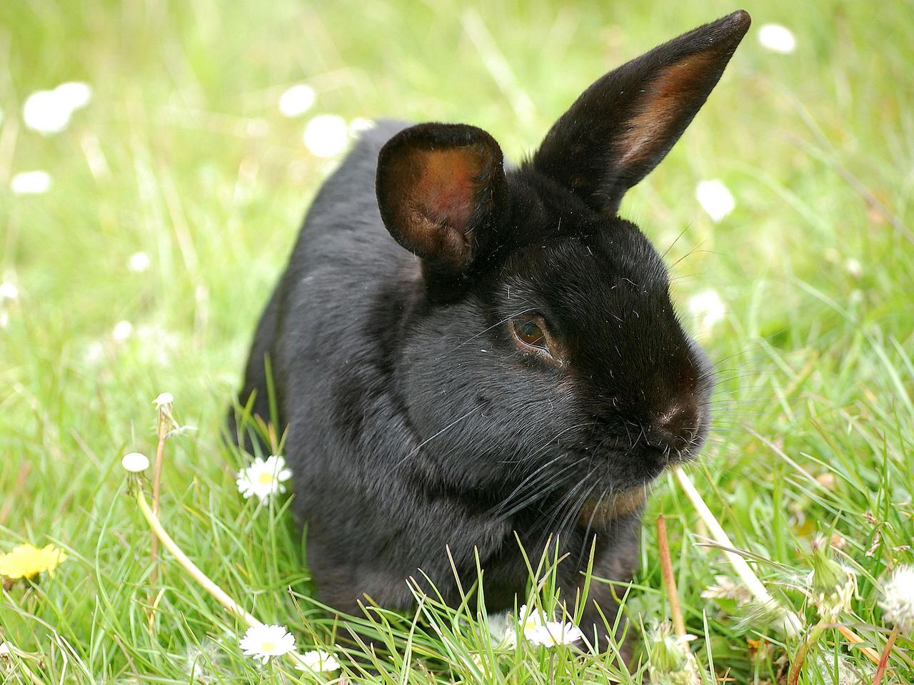 Lapin noir dans l'herbe