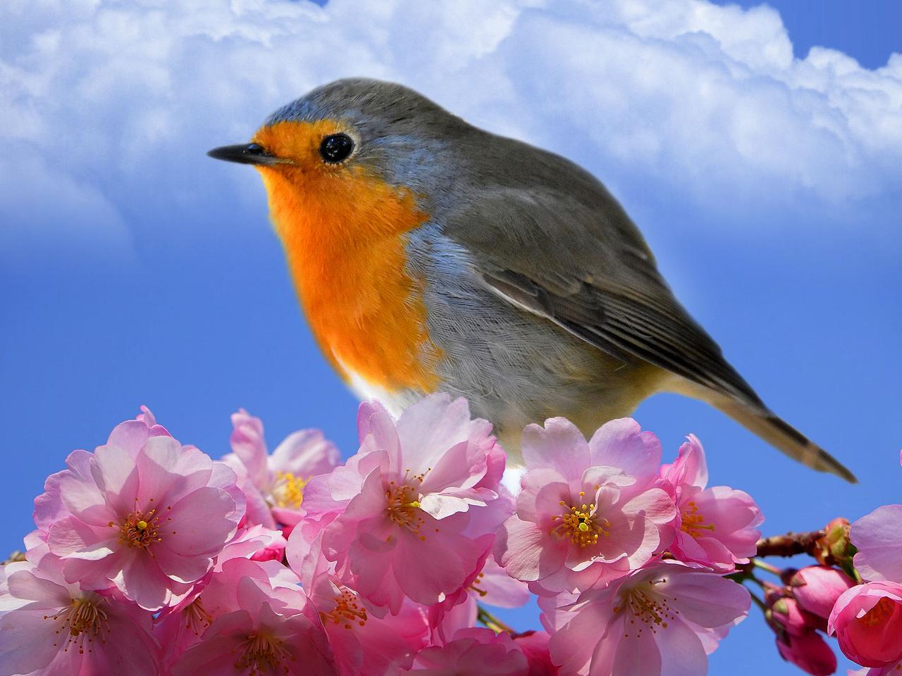 rouge-gorge-l-ami-du-jardinier