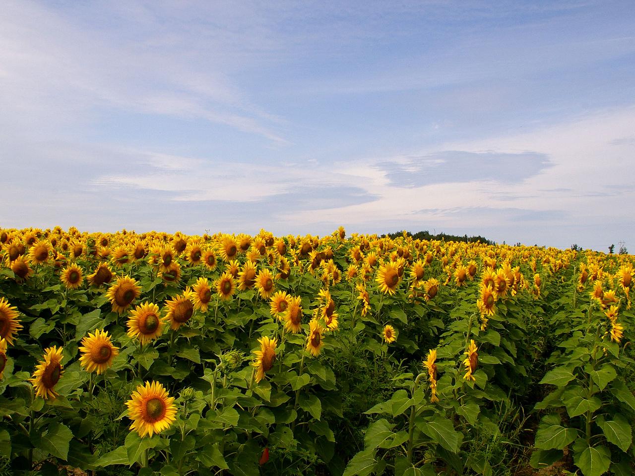 TOURNESOL, image size:1280x960