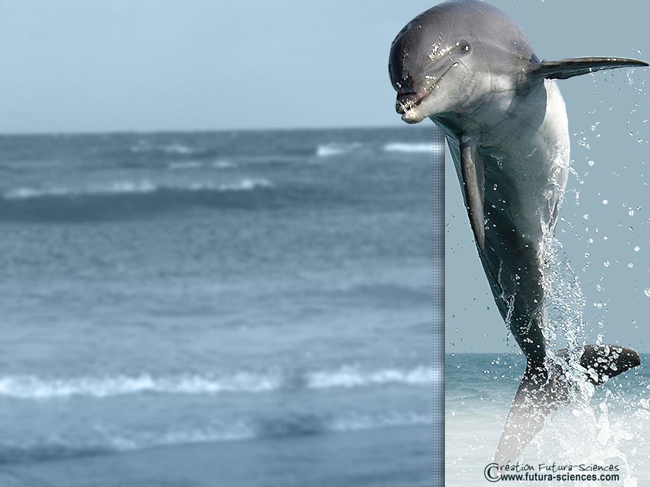 Dauphin sauteur, image size:1280x960