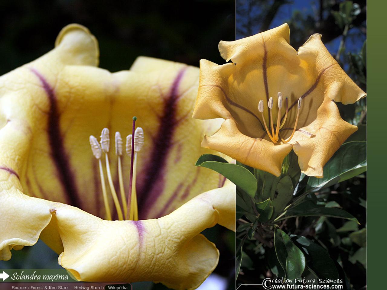 solandra