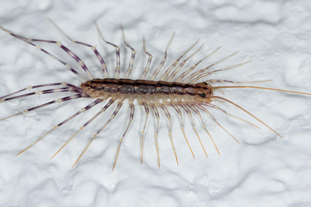 Cet insecte que vous détestez pourrait être l’un de vos meilleurs alliés à la maison