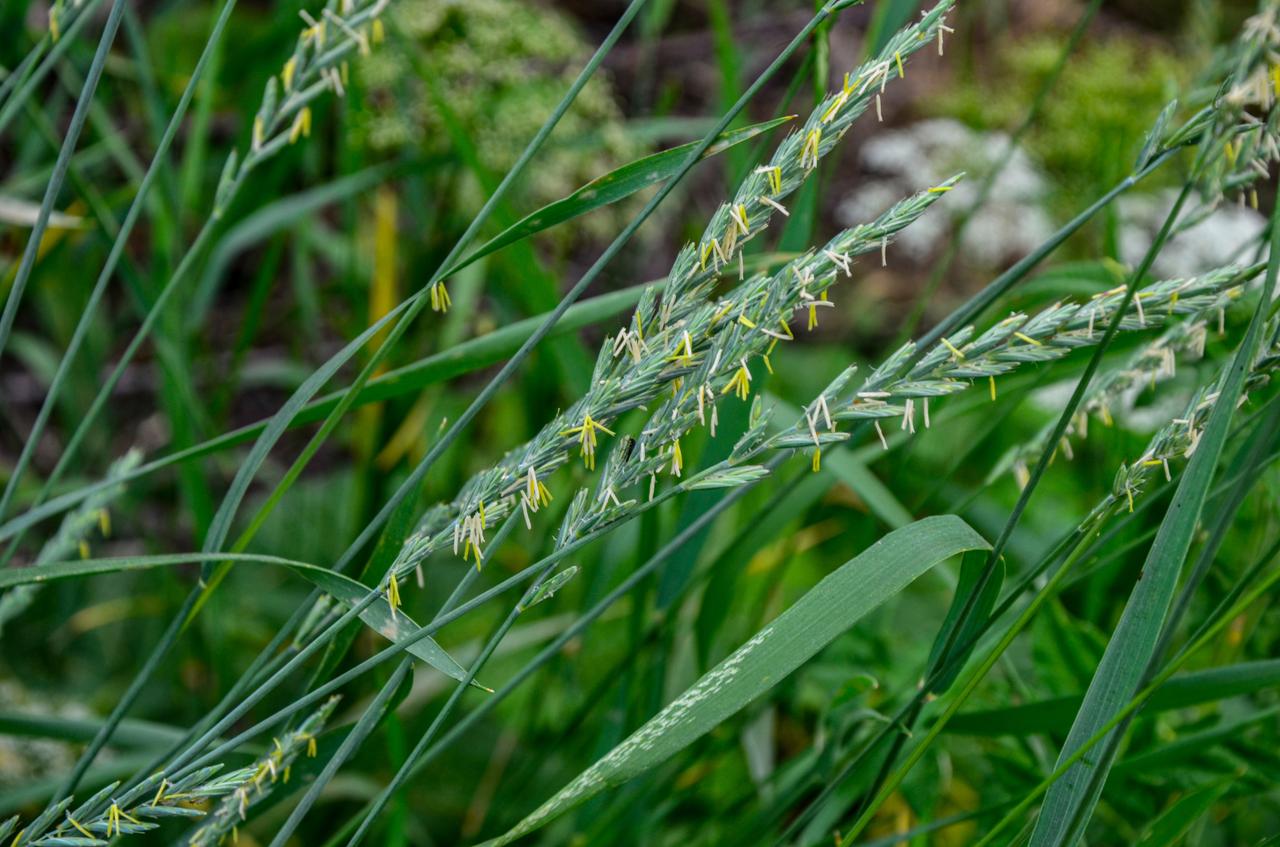 Comment se dbarrasser du chiendent naturellement ?