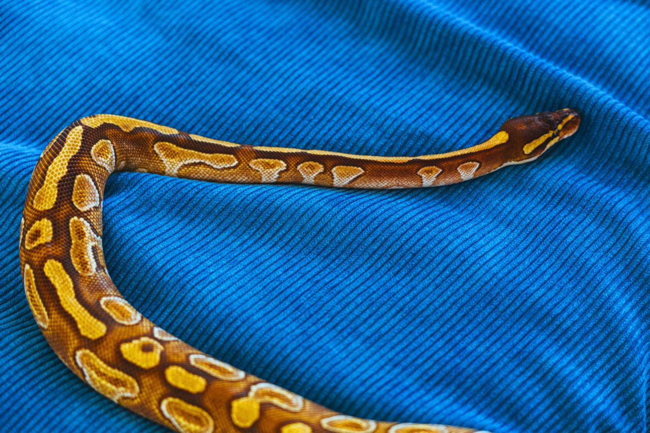 Peut-on vraiment trouver un serpent dans sa salle de bain ? Les chercheurs  répondent, image size:1280x854