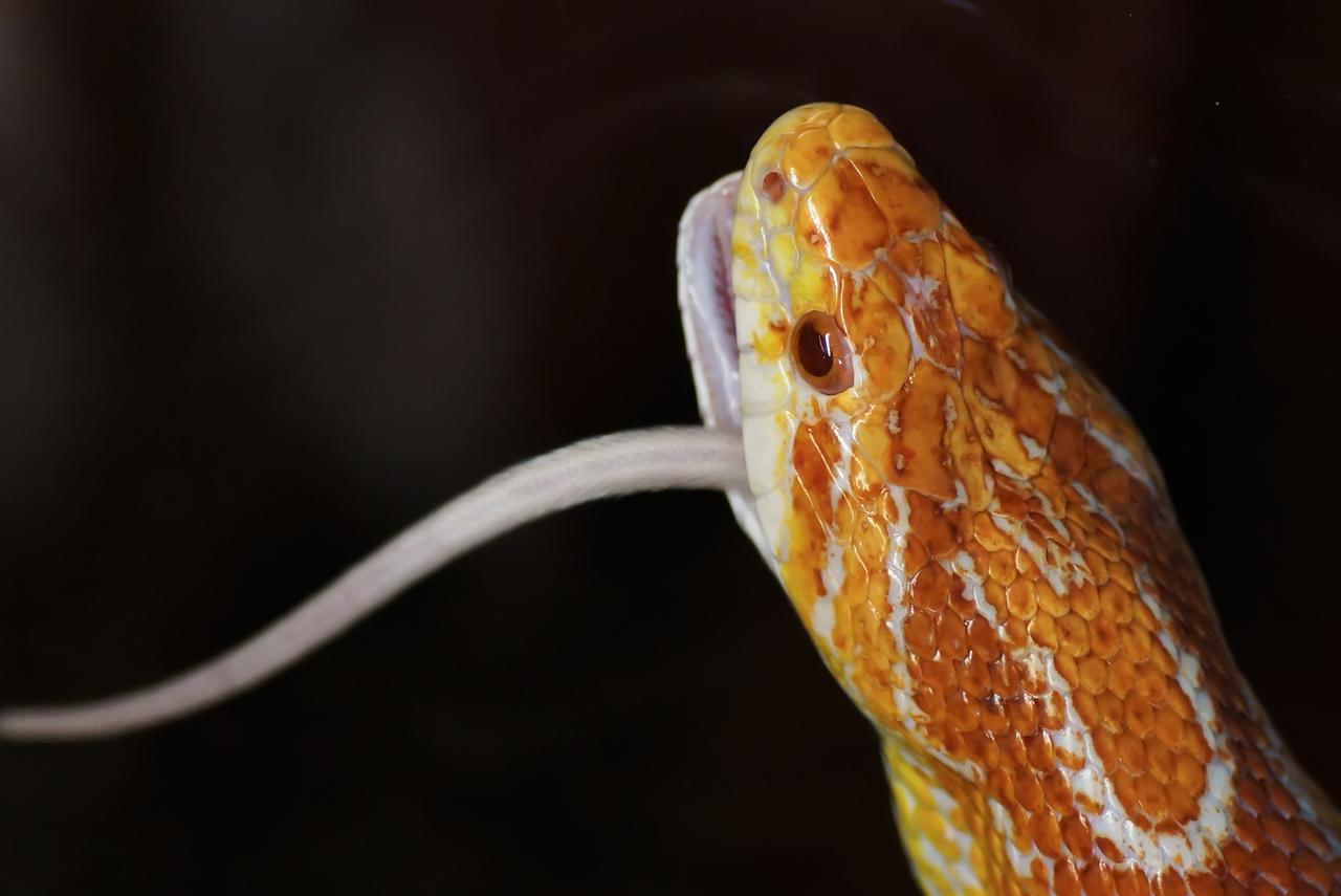 Les serpents plantent des fleurs en avalant des souris, image size:1280x855