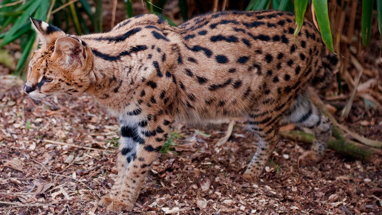 Le serval, un félin africain