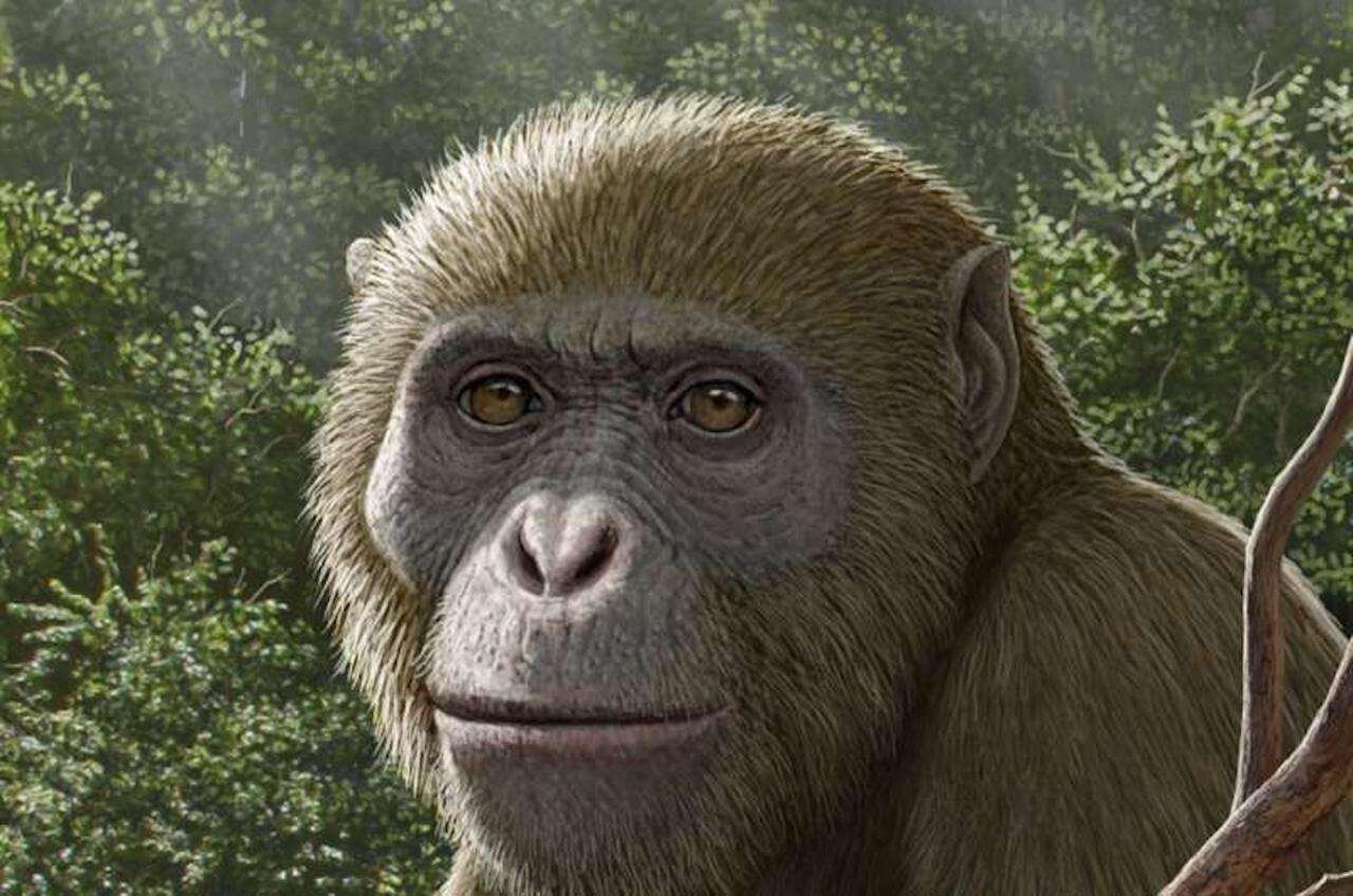 Cette mâchoire vieille de 18 millions d’années pourrait bouleverser l’origine des grands singes… et la nôtre !