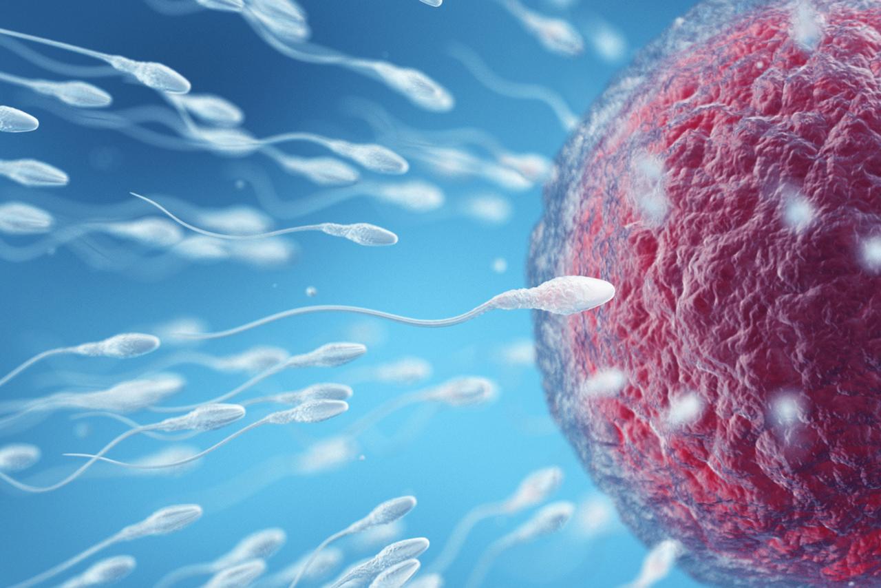 Fécondation : les spermatozoïdes possèdent un « interrupteur thermique » qui déclenche le sprint final