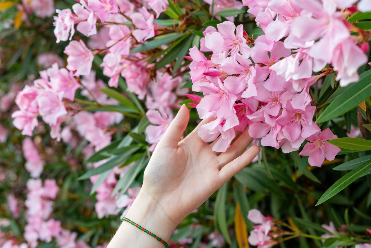 Vous taillez votre laurier-rose ? Voici les erreurs à éviter pour ne pas gâcher sa floraison
