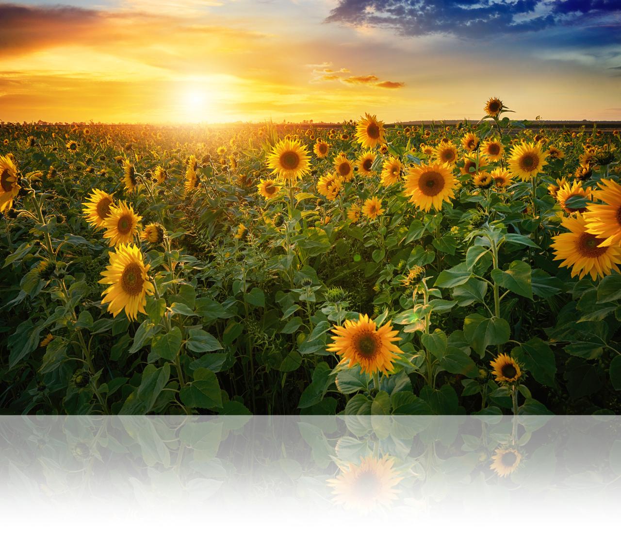 Acte de vandalisme écologiste: Des militantes attaquent les Tournesols de  Van Gogh à Londres, image size:1280x1100