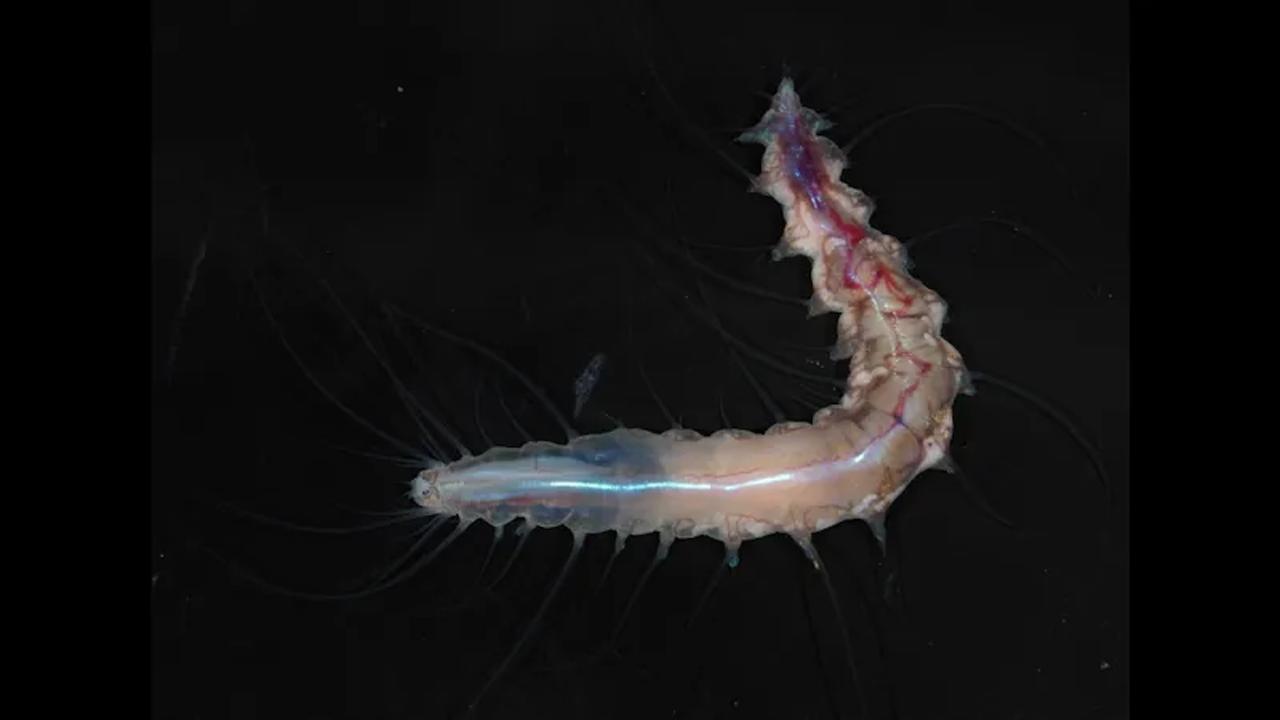 Dans les grands fonds, les chercheurs ont découvert un « château de verre » habité par des espèces inconnues !
