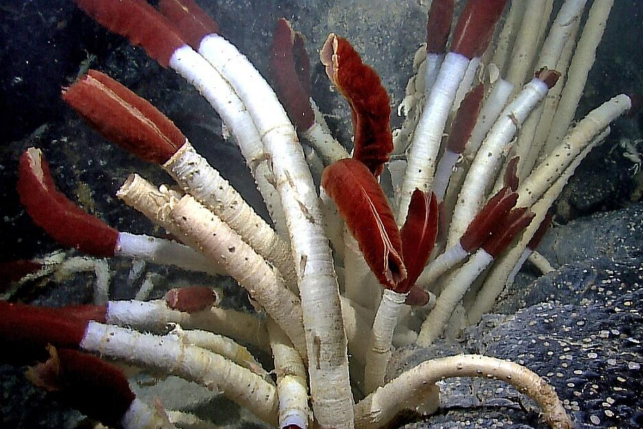 Sous la croûte océanique, des vers géants révèlent un monde que les scientifiques n’imaginaient pas