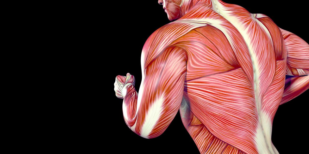 D finition Muscle Grand Rond Qu est ce Que C est Futura Sant 