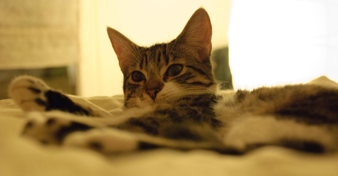 Musique pour chats : un album bient&ocirc;t dans les bacs !