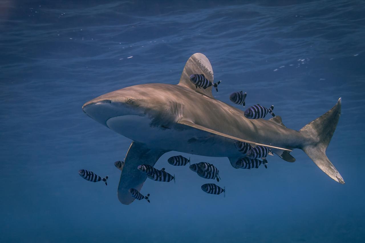 Les grands prédateurs marins ont du mal à s'adapter au réchauffement  climatique