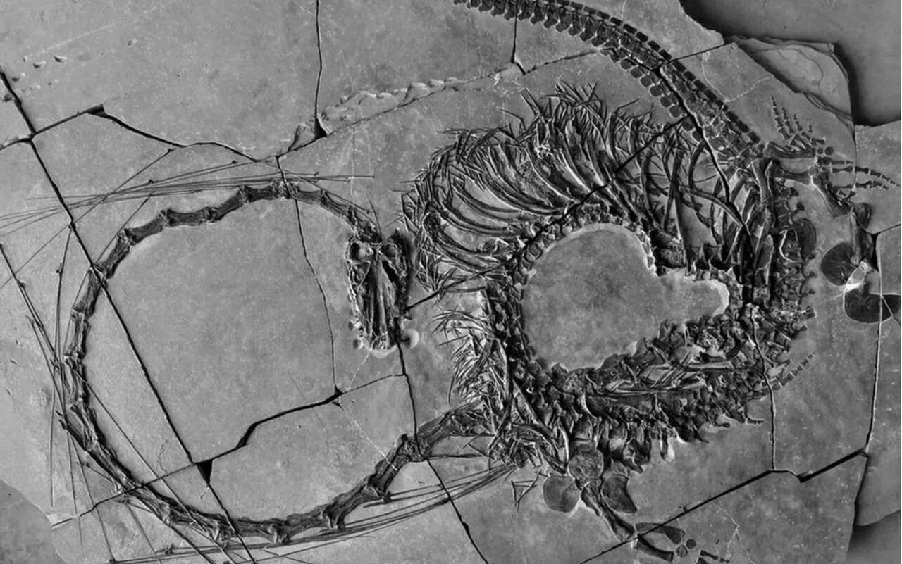 6 Incredible Fossils That Capture Ancient Life in Action