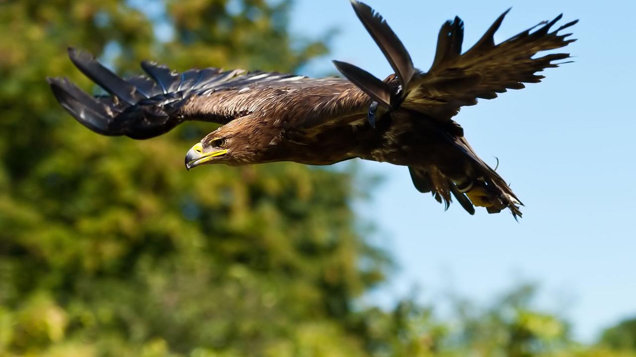 L'aigle royal, ce géant majestueux, image size:1280x720