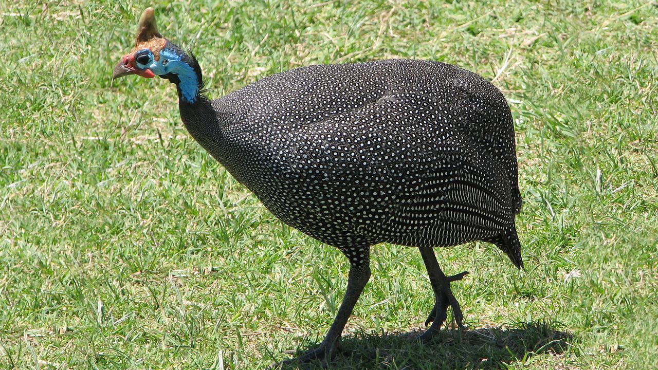 Une pintade dévoile le secret de la marche des dinosaures, image size:1280x720