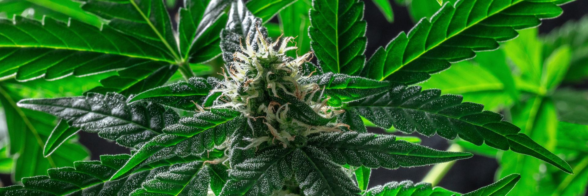 Les feuilles de cannabis contiennent une substance surprenante et très  utile pour la science, image size:1920x640