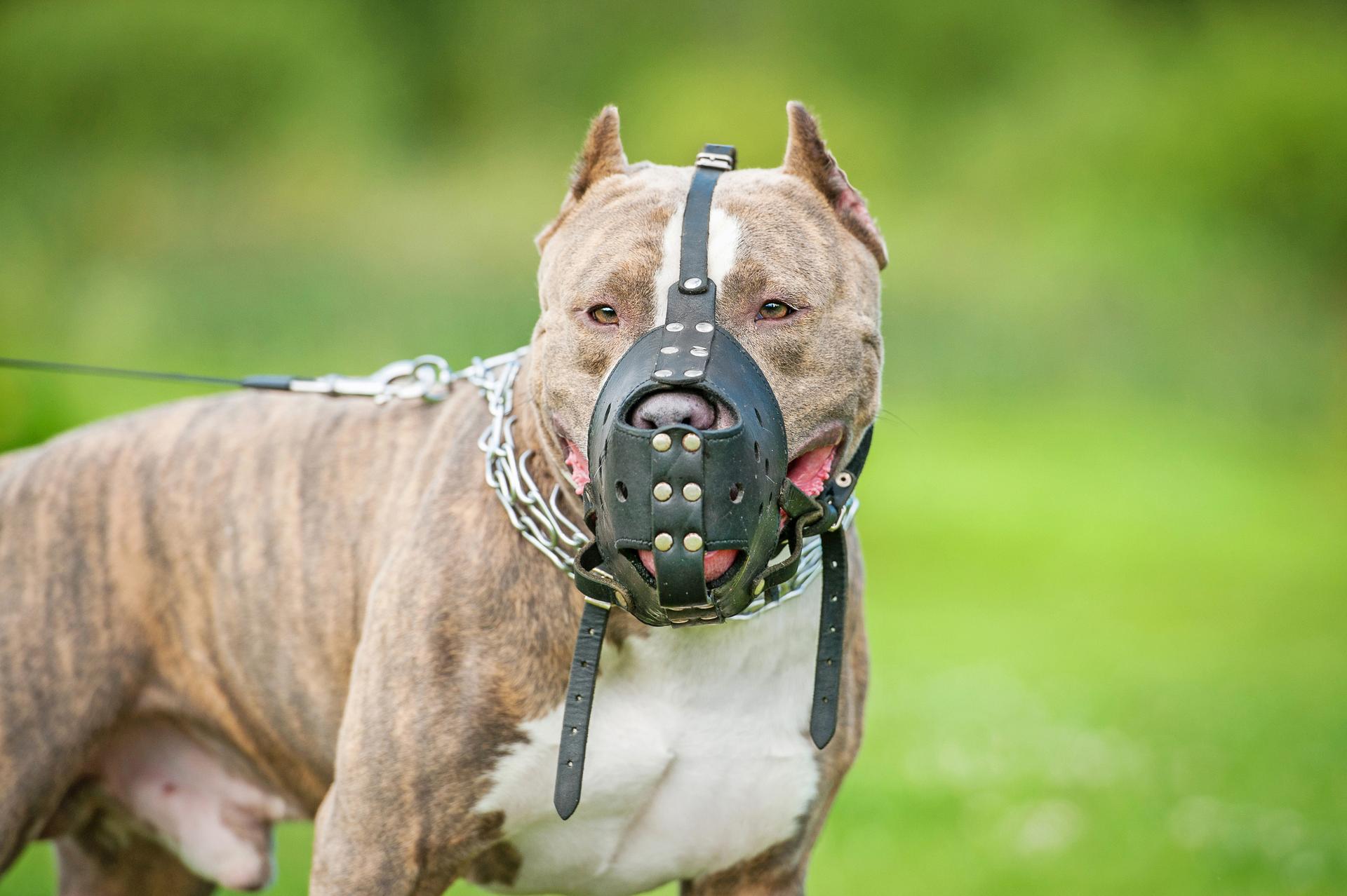 Quelles sont les races de chiens les plus dangereuses du monde ?