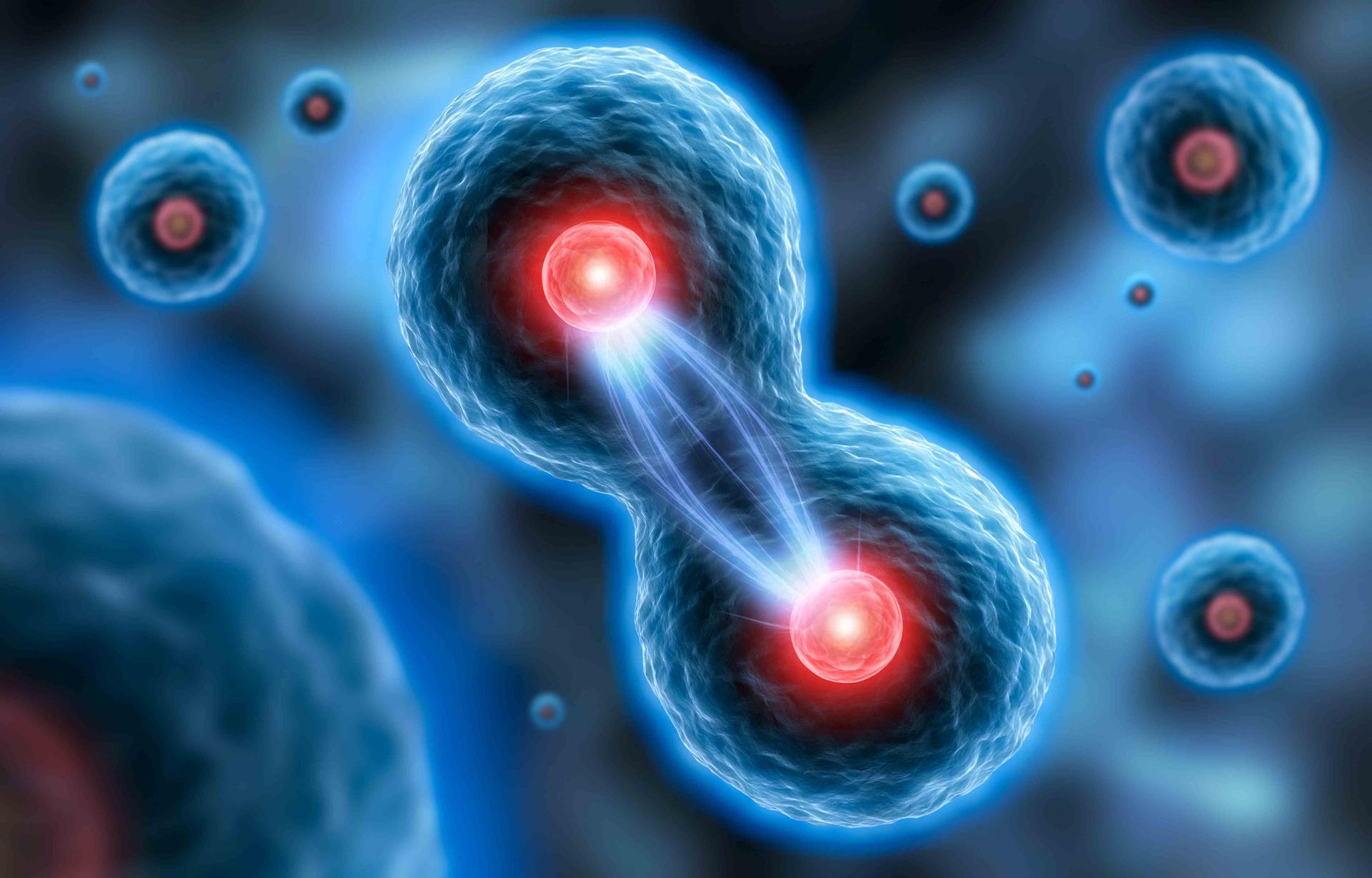 Les mécanismes de la mitose et de la méiose : Biologie Cellulaire