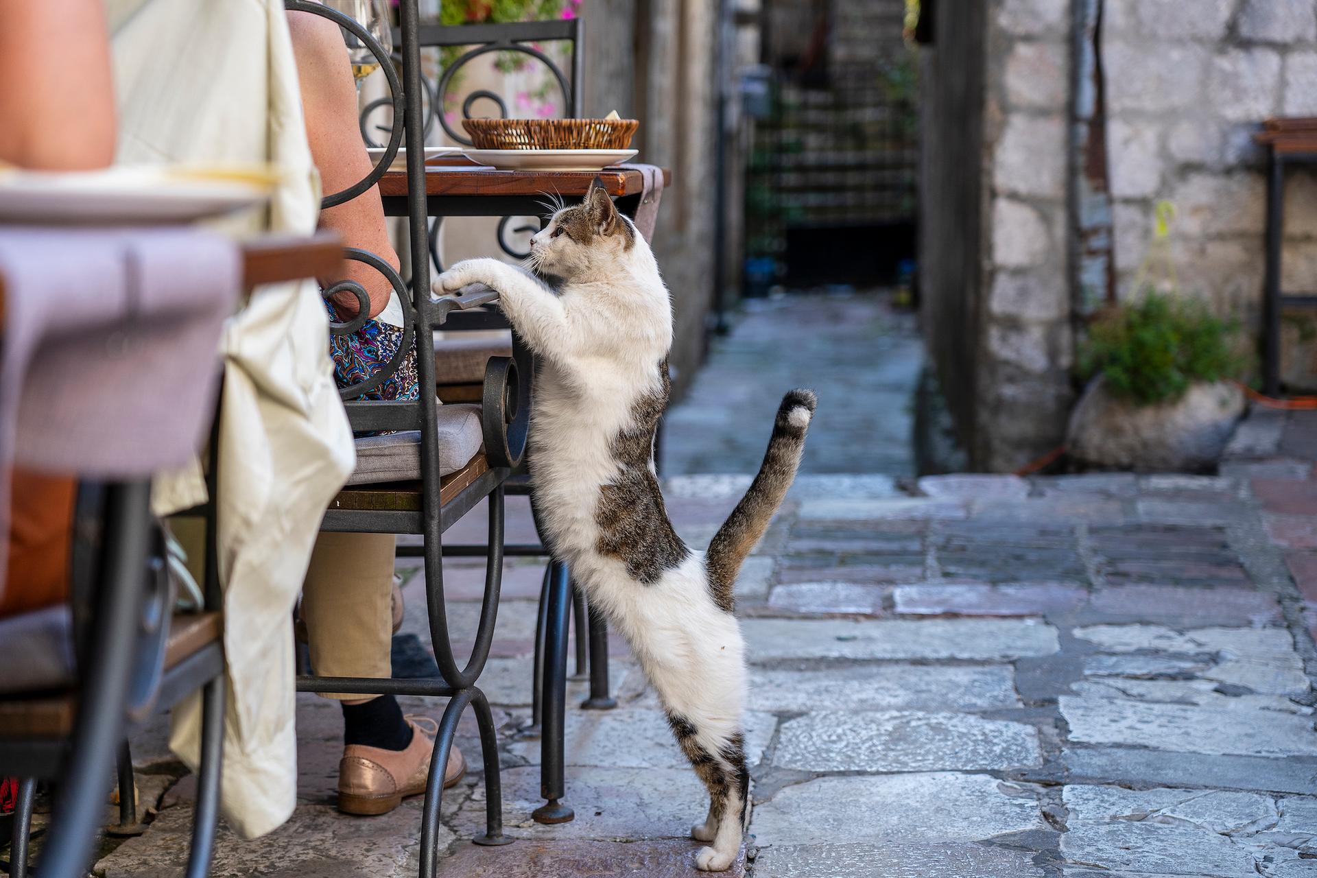 Pourquoi laisser son chat sortir n'est pas sans risque pour toute la famille