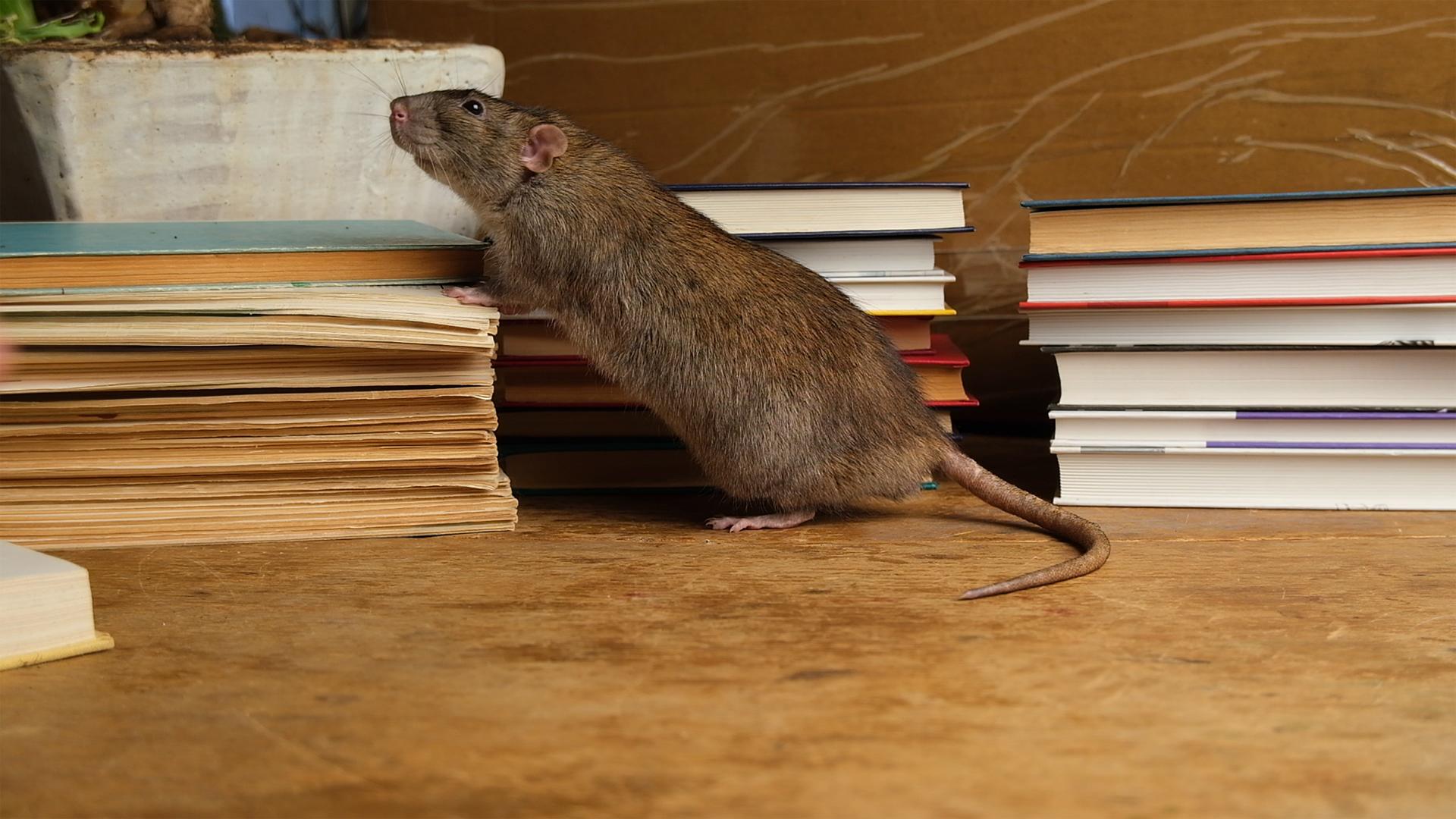 Le rat brun crée son propre langage pour survivre en ville !