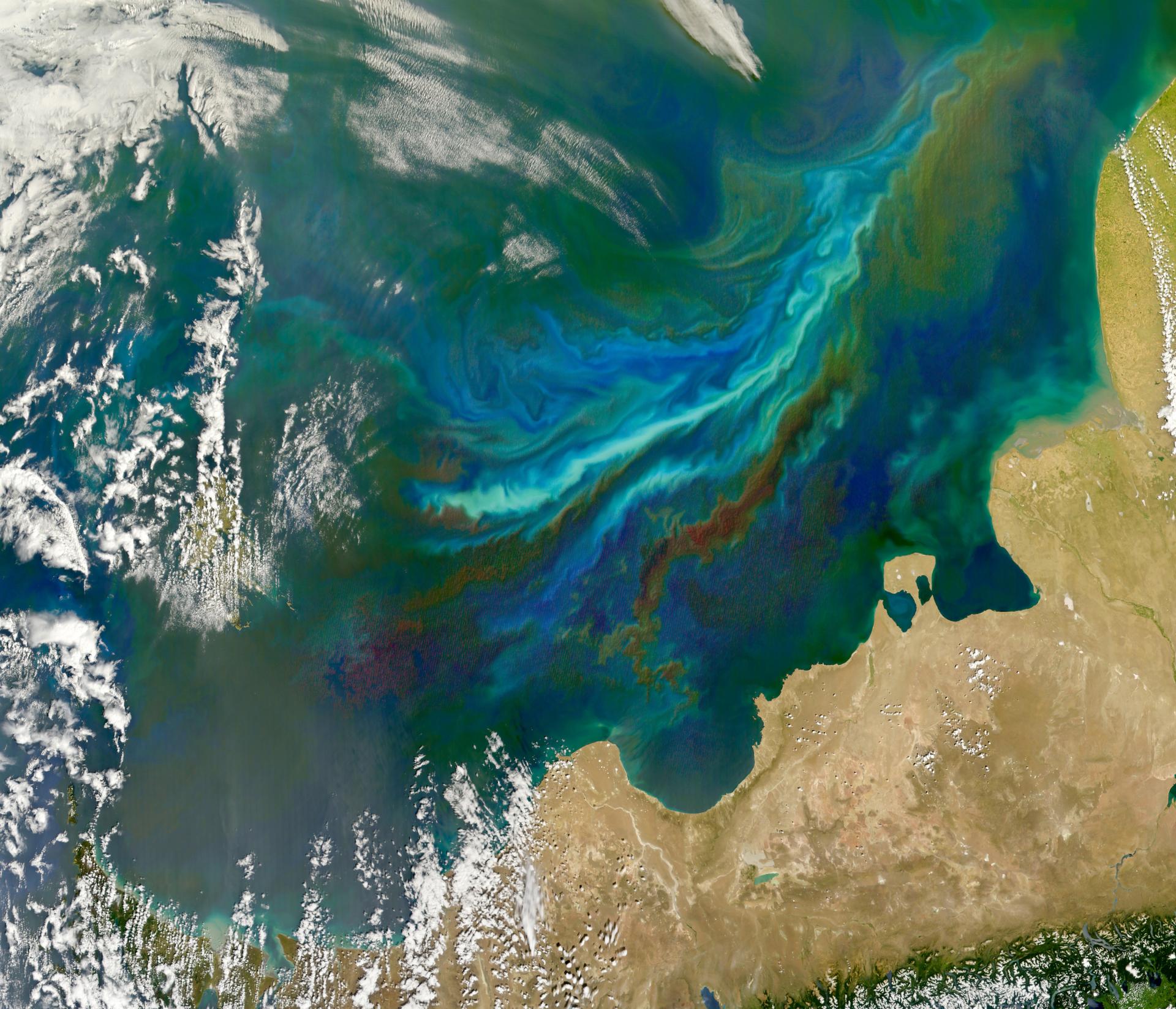 Le Pacifique change déjà : comment El Niño perturbe la base de toute la vie marine