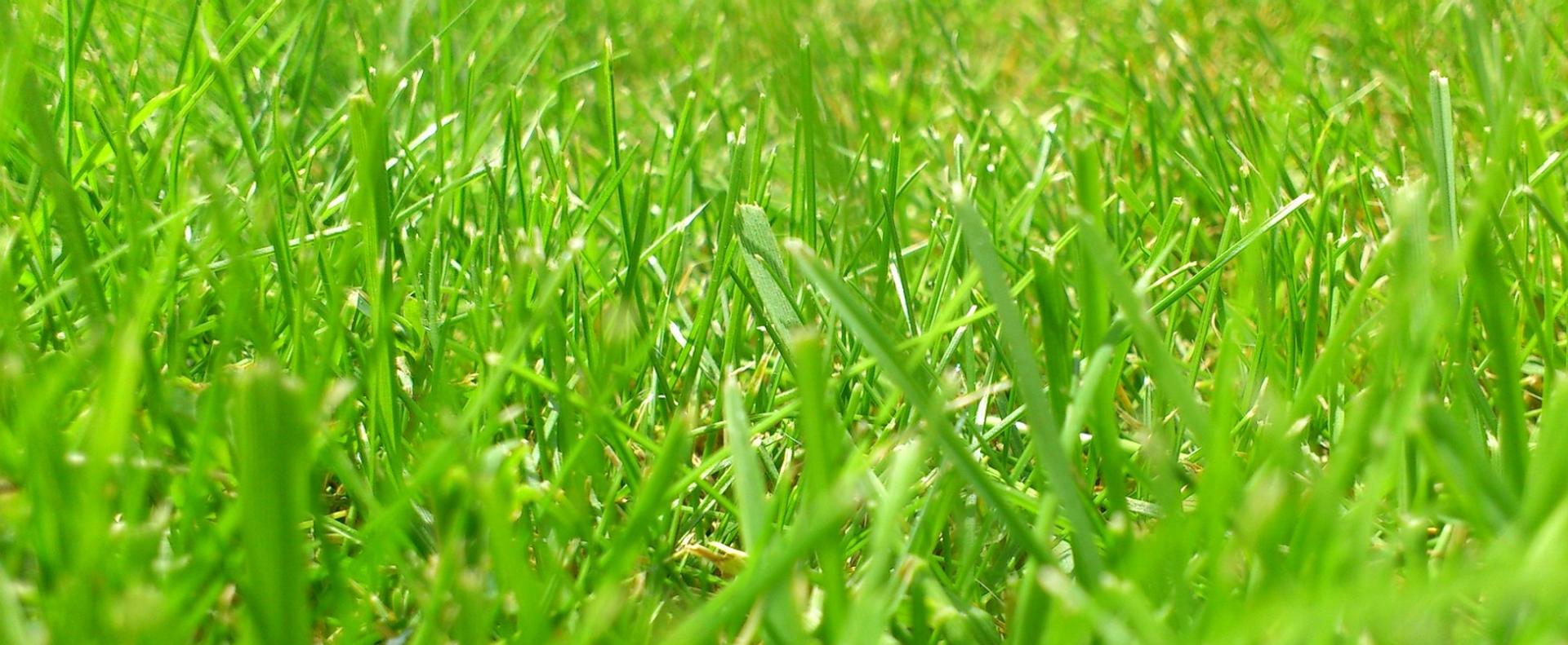 Une tondeuse à gazon sur coussin d'air est-elle efficace ?, image size:1920x791