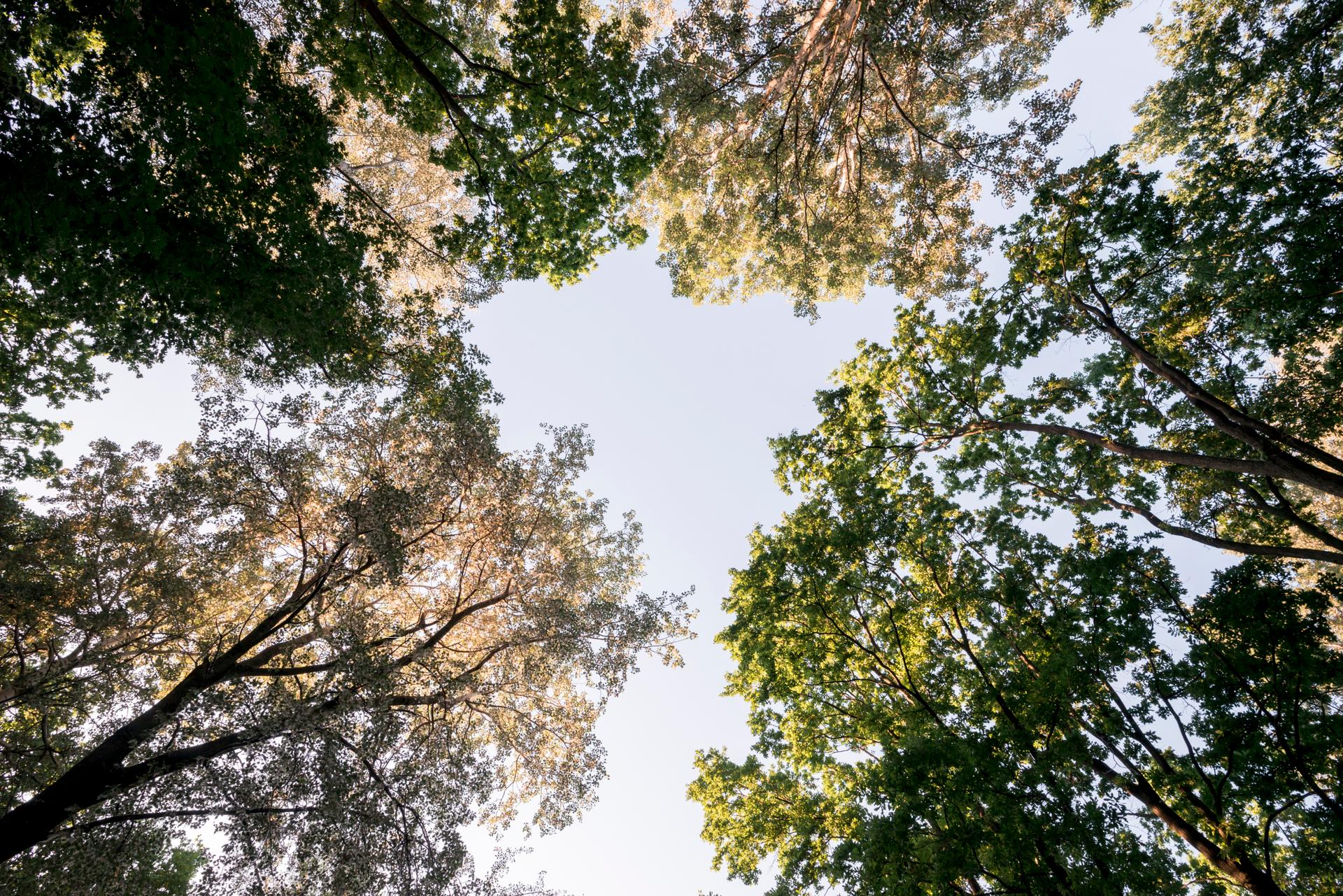 Un botaniste a compris comment faire pousser une forêt viable en 15 ans, et ça tient à un détail contre-intuitif