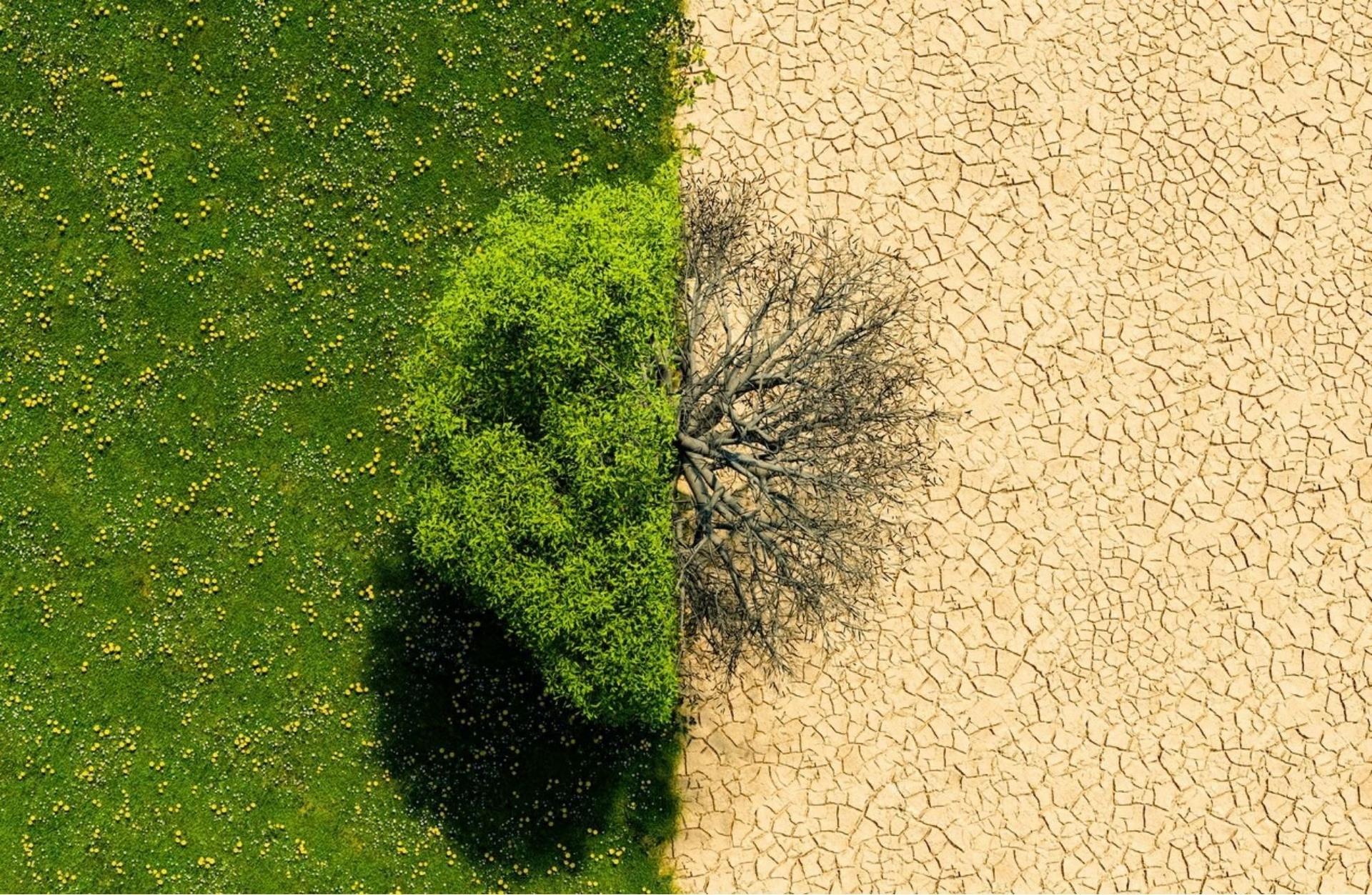 D'ici 2100, plus de 40 % des terres de la planète pourraient devenir arides : voici les régions les plus exposées