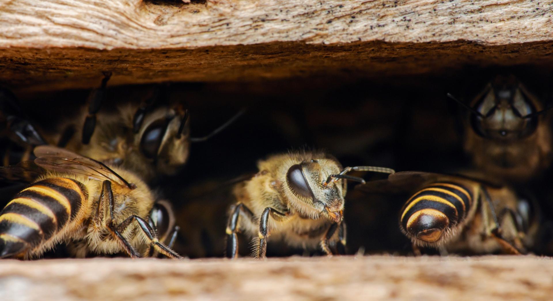 Ces insectes contiendraient de minuscules particules magnétiques, et personne ne sait à quoi elles servent